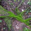still fungus