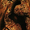Inner Bark