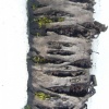 photograph of the birch tree in the snow