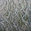 forests