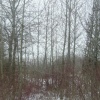 red branches in winter?