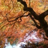 autumn projects