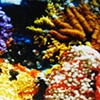 detail of the reefs