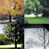 Group project of the seasons