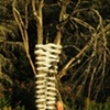 Jolanta Sprawka integrating woven LIGHT to dead trees! 