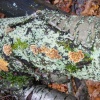 fungus3