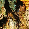 Scars from Nature