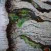 details of the innerbark/ fungus
