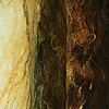 Laurentian Forests