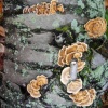 fungus projects