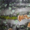 fungus2