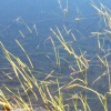grass over water