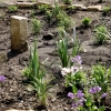 Rain Garden Project