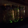 Project: Firefly Phase II: Catching Fireflies