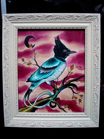 Steller's Jay