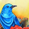 Mountain Blue Bird
