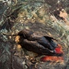 Blackbird, 2011