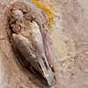 Dream, 2011