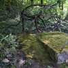 An Untamed Place, 2011