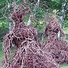 Dancers for Boscobel, 2011