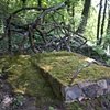 An Untamed Place, 2011