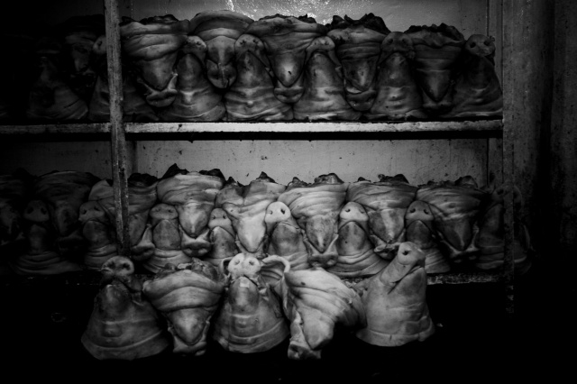 Stacked Heads