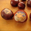 Conkers