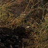 Diptych 4 (Right)