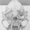 Cat skull with metal balls
