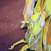 Banana Peel Pile (detail)