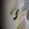 Moondoggie (detail)