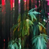 Photoshop Palms