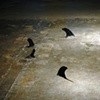 Circling Fins