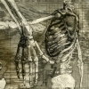 Only through anatomy were you beautiful...