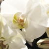 Orchid In Bloom