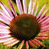 Daisy Distressed