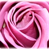 Living Pink