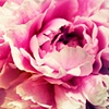 Perfect Peony