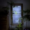 Houseplants