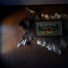 Fur Wall