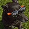 Dogz Rule