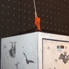 Collection Drawer: Bat Box