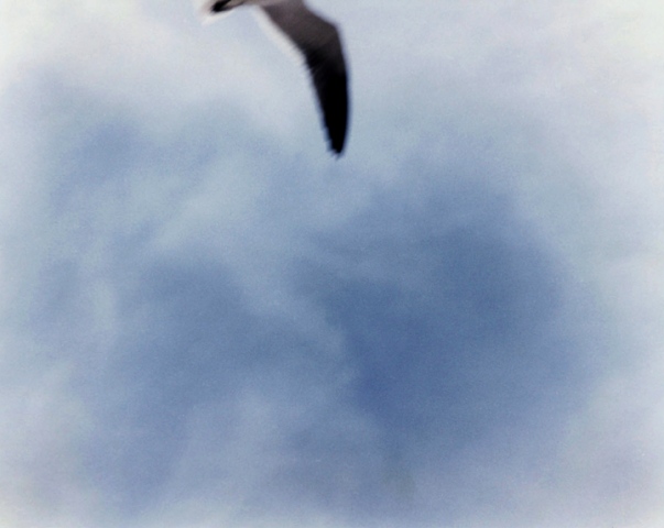 Wing/Peninsula