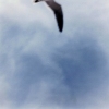 Wing/Peninsula