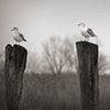 three