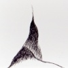 ink drawing #13