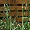 Buxus, Alliums and Lavender