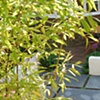 Garden Design London