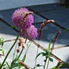 Garden Design London