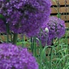 Garden Design London